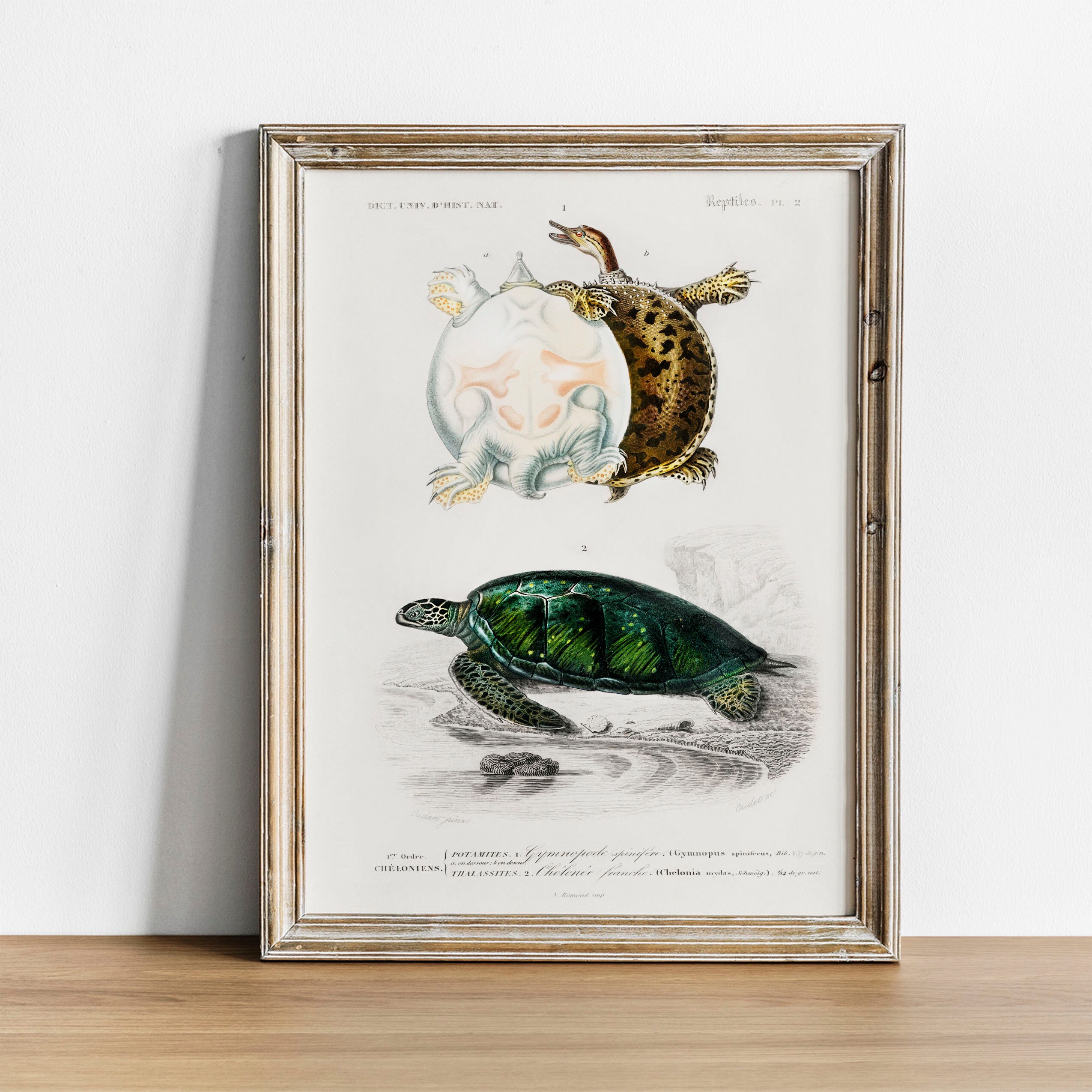 Antique Turtle Print: Vintage Sea Turtle Illustration - Etsy