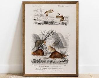 Beaver Print, Antique Animal Painting, Vintage Drawing Poster Wall Art Decor, Jerboa,  native animals, old animal print | COO207