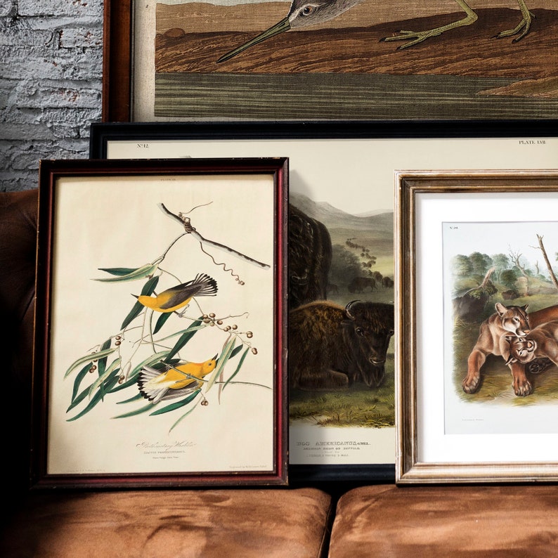 COO354 bird poster print Antique Bird Painting Vintage Drawing Poster Wall Art Decor antique bird Prothonotary Warbler Print