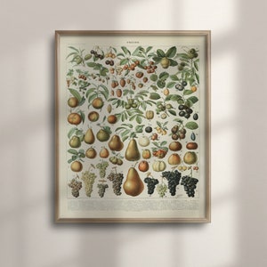 Adolphe Millot Fruit Chart, Vintage Botanische Kunst, Keuken Decor, Housewarming Poster, Educatief Fruit Diagram, Larousse Print, C16-1304