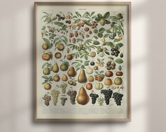 Vintage Fruit Chart: Adolphe Millot Botanical Print, Kitchen Decor