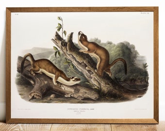 Antique Weasel Print: Vintage Zoology Wall Art Decor