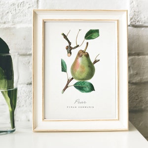 Pear Print, Vintage Kitchen Poster Wall Art Decor, Pears drawing Gift for Mom, her, kitchen , kitchen art tropical fruit print | B20