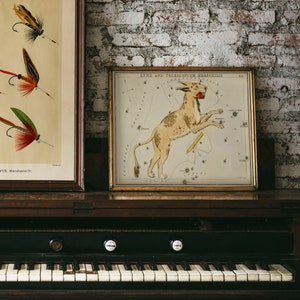 May include: A framed vintage illustration of the Lynx constellation, showing a mythical creature with a long tail and a star chart. The frame is gold and the illustration is on a white background.