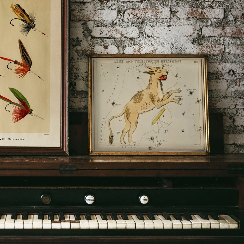 May include: A framed vintage illustration of the Lynx constellation, showing a mythical creature with a long tail and a star chart. The frame is gold and the illustration is on a white background.