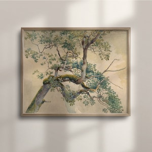Antiker Baum Kunst, Vintage botanische Aquarell Malerei, Natur Wand Dekor, Wald Poster, Wald Thema, knorrige Moos Eiche, C16-719