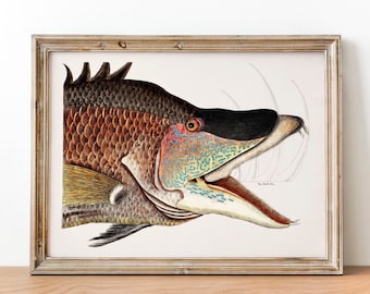 Grat Hog Fish Antique Print: Vintage Fishing Illustration