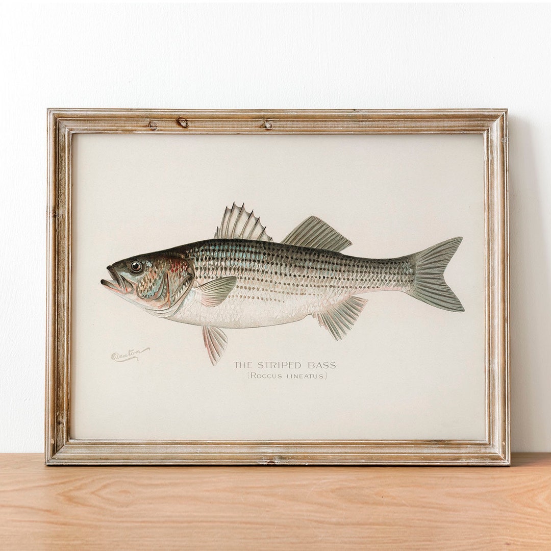 Striped Bass Fish Print, Vintage Fishing Poster Wall Art Decor