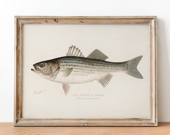 Vintage Striped Bass Print: Fishing Wall Art Decor