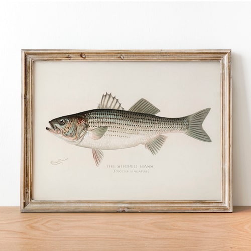 Striped Bass Fish Print Vintage Fishing Poster Wall Art Etsy Canada