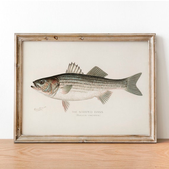 Striped Bass Fish Print, Vintage Fishing Poster Wall Art Decor, Rockfish  Gift for Dad, Man, Fisherman Fishing Gifts Fish Artwork COO19 -  Norway