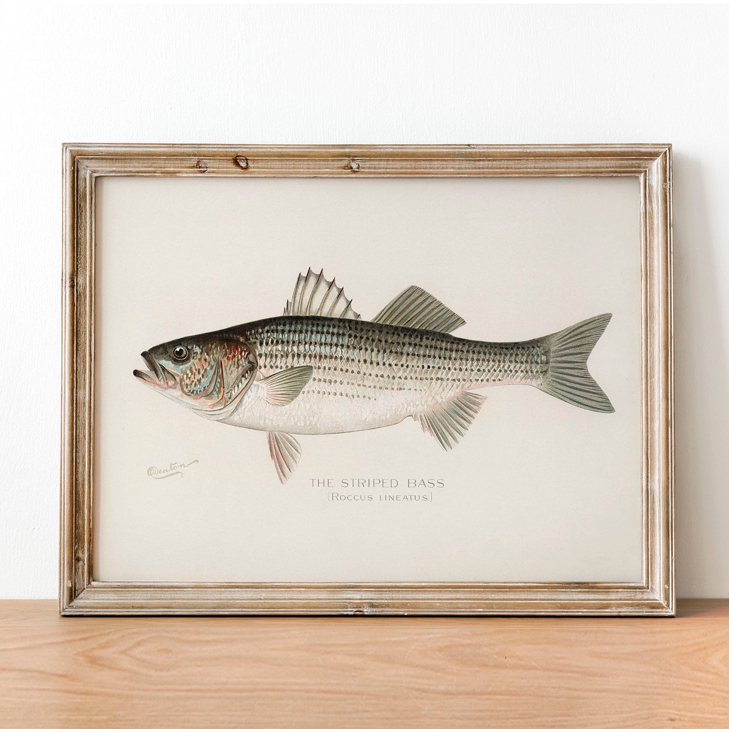 Striped Bass Drawing -  Israel