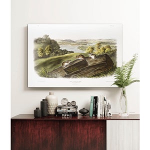 Maus Poster, Antikes Tier Gemälde, Vintage Wandbild, Weißfüßige Maus, Jungen Schlafzimmer Bild, Tier Wand Kunstwerk | C103