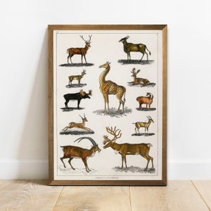 Antique Antler Animals Print: Vintage Style Wall Art