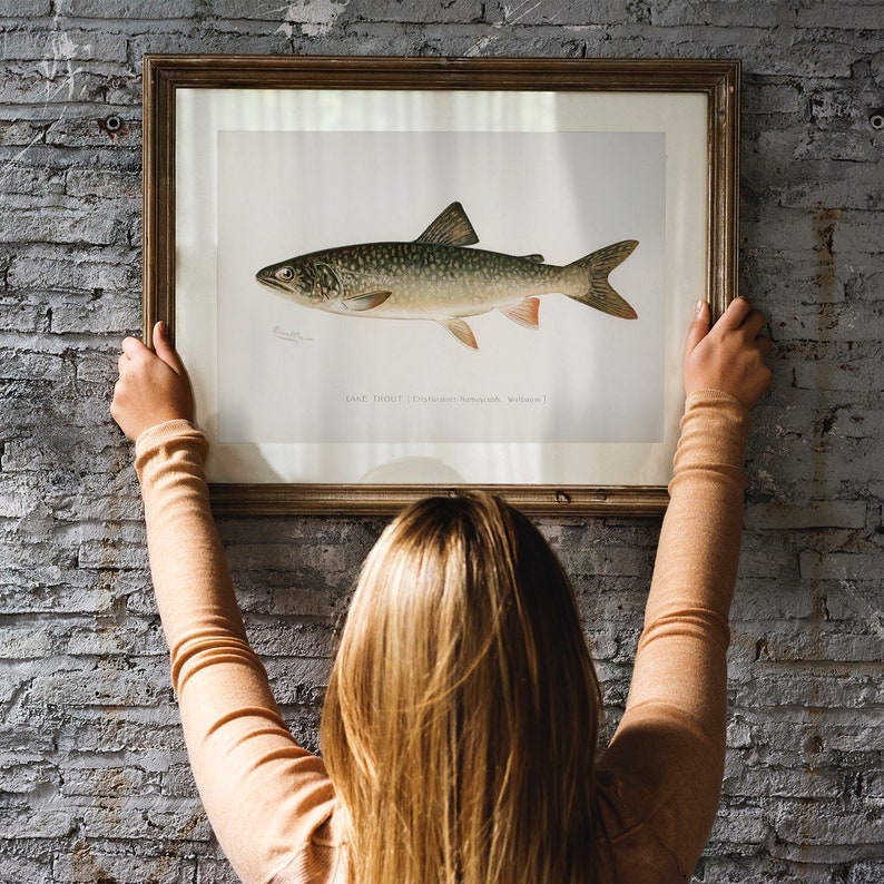 Lake Trout Fish Print, Vintage Fishing Poster Wall Art Decor, Grey Trout Gift For Dad, Man, Fisherman charr lake char COO18 image 3