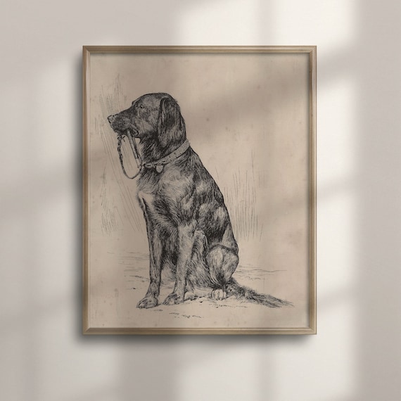 Vintage Black Labrador Art Print: Antique Dog Portrait