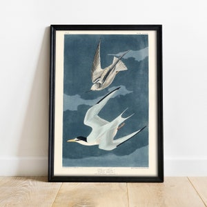 Lesser Tern Print, Antique Bird Painting, Vintage Drawing Poster Wall Art Decor, , animal bird print, antique bird | COO353