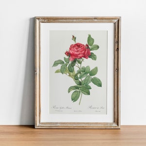 Ilustración de flores Impresión de rosa roja, Pintura botánica antigua, Arte de pared de póster de dibujo vintage, decoración de cocina, impresión de cocina / CO661