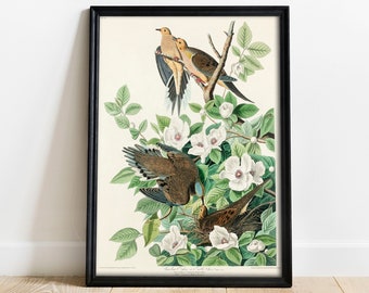 Pigeon Print, Antique Bird Painting, Vintage Drawing Poster Wall Art Decor, Carolina Pigeon, bird nursery decor, bird nest painting | COO325