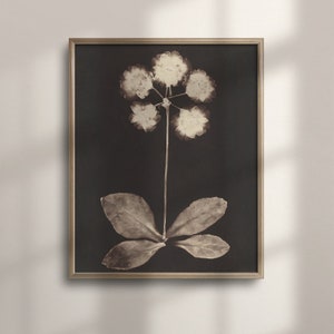 Antique Botanical Wall Art, Minimalist Black and White Floral Poster, Vintage Flower Home Decor, C16-1367