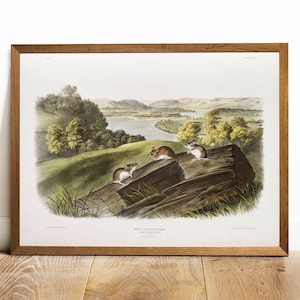 Antique Mouse Print: Audubon Vintage Animal Wall Art