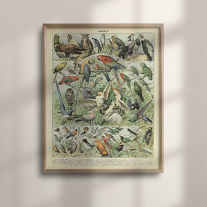 Adolphe Millot, 1909 Vintage Science Bird Poster, ornitología francesa, decoración del hogar botánico, regalo de los amantes de las aves, colibríes, C16-1251