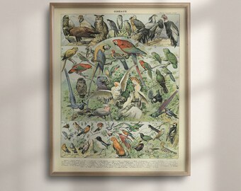 Puede incluir: Una tabla educativa vintage con una ilustración colorida de varias especies de aves. La tabla está titulada "Oiseaux" e incluye los nombres científicos y los números de cada ave.