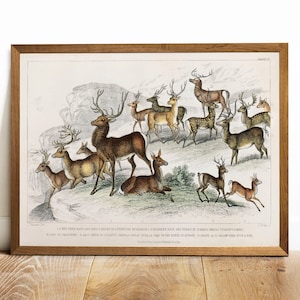 Deer Types Print, Antique Animal Painting, Vintage Drawing Poster Wall Art, Deer Collection,  american animal life, antique vintage | COO267