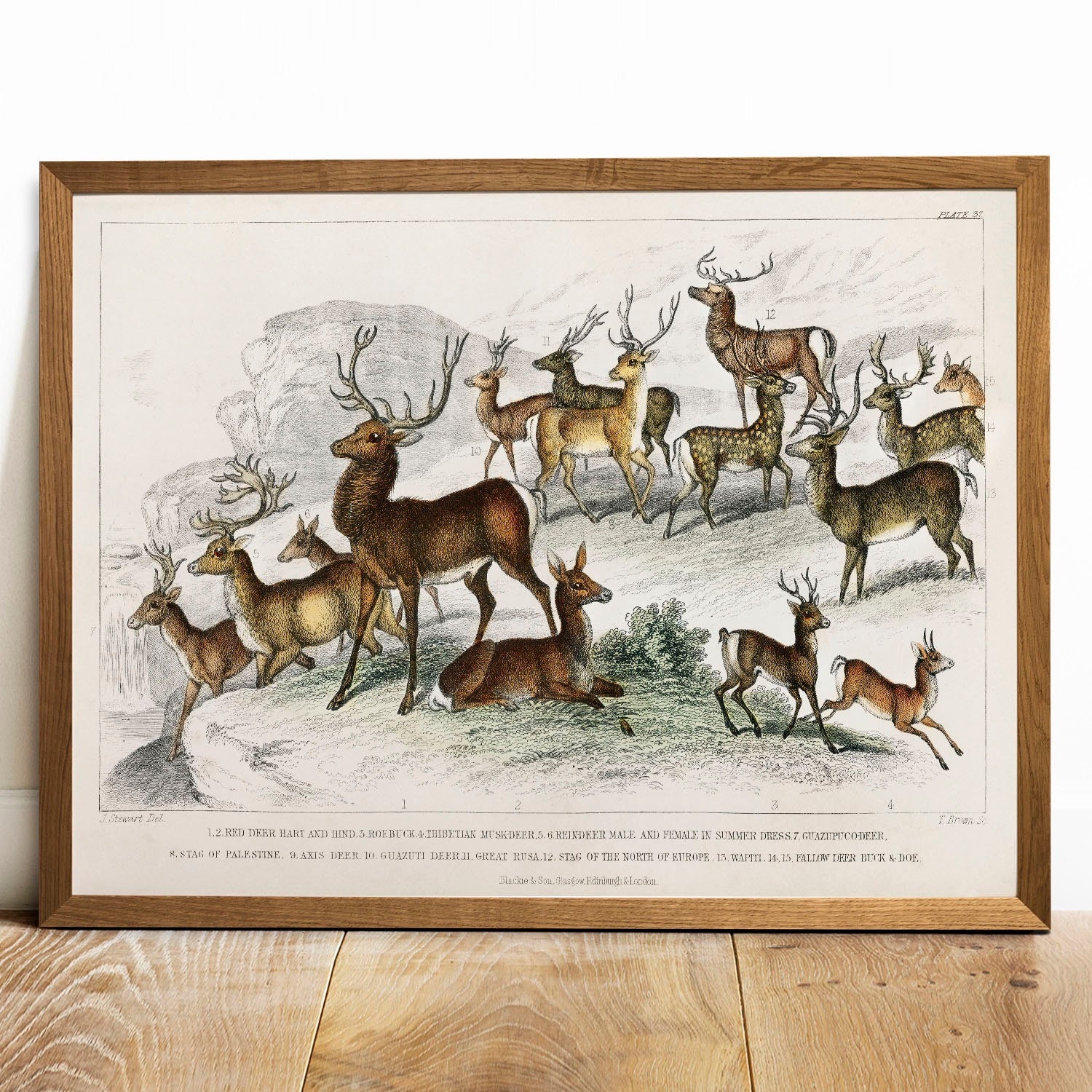 Deer Family - Original Vintage Art 11x14 Mat