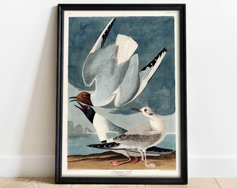 May include: A vintage illustration of three seagulls in flight, with a blue and grey background. The birds are depicted in a realistic style, with detailed feathers and markings. The illustration is titled "Black-headed Gull" and is from the book "Birds of America" by John James Audubon.