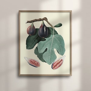 Vintage Fig Wall Art, Botanical Kitchen Decor, Antique Fruit Illustration, Botany Poster, Unique Plant Artwork, C16-1345