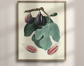 Vintage Fig Botanical Print: Antique Fruit Illustration