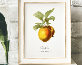 Vintage Apple Print: Kitchen Wall Art Decor