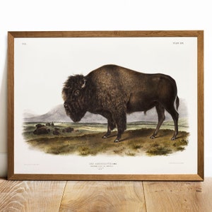 Bison Print, Antique Animal Painting, Vintage Drawing Poster Wall Art Decor, American Bison,  animal print, old animal drawing | COO83