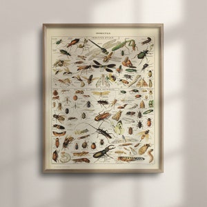 Vintage Insekt Illustration, Adolphe Millot Kunst, 1909 Larousse Poster, Einzigartiges Wohndekor, Wohnzimmer Wandkunst, Bunte Kunst, C16-857