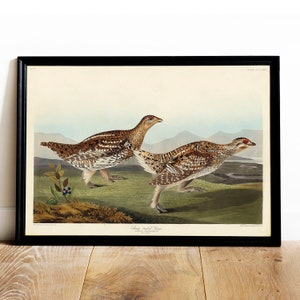 Grouse Print, Antique Bird Painting, Vintage Drawing Poster Wall Art Decor, Sharp-tailed Grouse, hand painted bird, victorian bird | COO575