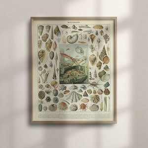 Puede incluir: Un gráfico ilustrado vintage de varios moluscos, incluyendo conchas, un pulpo y un calamar. El gráfico está titulado "Mollusques" y presenta dibujos detallados de cada especie.