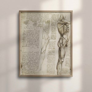 Da Vinci Anatomy Art Print: Vintage Muscles of Leg Medical Poster