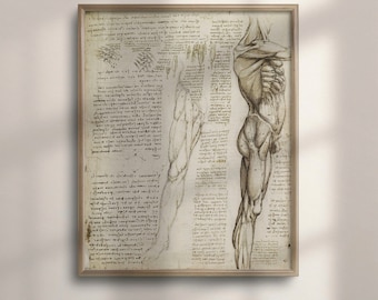 Da Vinci Anatomy Art Print: Vintage Muscles of Leg Medical Poster