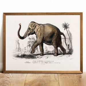 Elephant Print, Antique Animal Painting, Vintage Drawing Poster Wall Art, Asian Elephant,  old print factory, vetrenerian poster | COO144