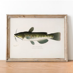 Peut inclure: Une illustration vintage d'un poisson-chat, également connu sous le nom d'Ameiurus nebulosus, dans un cadre brun clair. Le poisson est représenté dans un style réaliste avec des écailles et des nageoires détaillées. L'illustration est imprimée sur un fond blanc avec le texte "THE BULLHEAD (Ameiurus nebulosus)" sous le poisson.