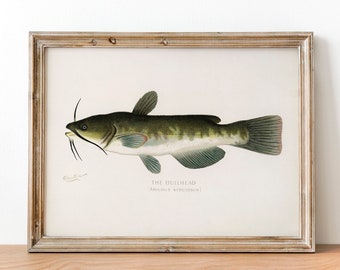 Vintage Bullhead Fish Print: Illustrated Fishing Poster Wall Art