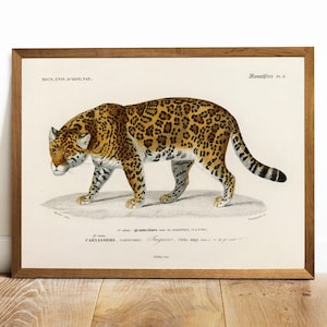 Antique Jaguar Print: Vintage Animal Wall Art