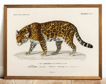 Jaguar Print, Antique Animal Painting, Vintage Drawing Poster Wall Art Decor, ,  vintage old print, wild animals | COO145