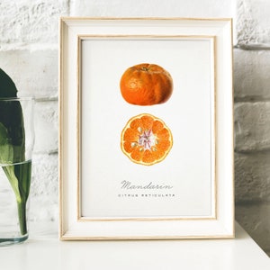 Mandarin Print, Vintage Kitchen Poster Wall Art Decor, Mandarins drawing Gift for Mom, her , print tropical fruit botanical art prints | B13