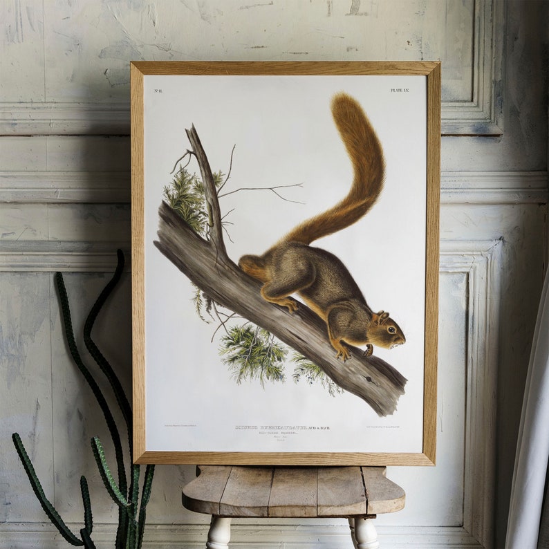 Squirrel Print, Antique Animal Painting, Vintage Drawing Poster Wall, Red-Tailed Squirrel, antique illustration, old animal prints COO56 image 2