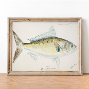 Salmon Fish Print, Vintage Fishing Poster Wall Art Decor, Australian Salmon Gift For Dad, Man, Fisherman Nautical poster Gift | COO37