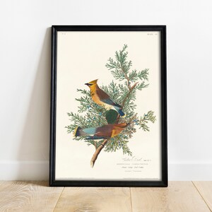 Cedar Bird Print, Antique Bird Painting, Vintage Drawing Poster Wall Art Decor, Cedar, bird poster, bird room decor | COO334