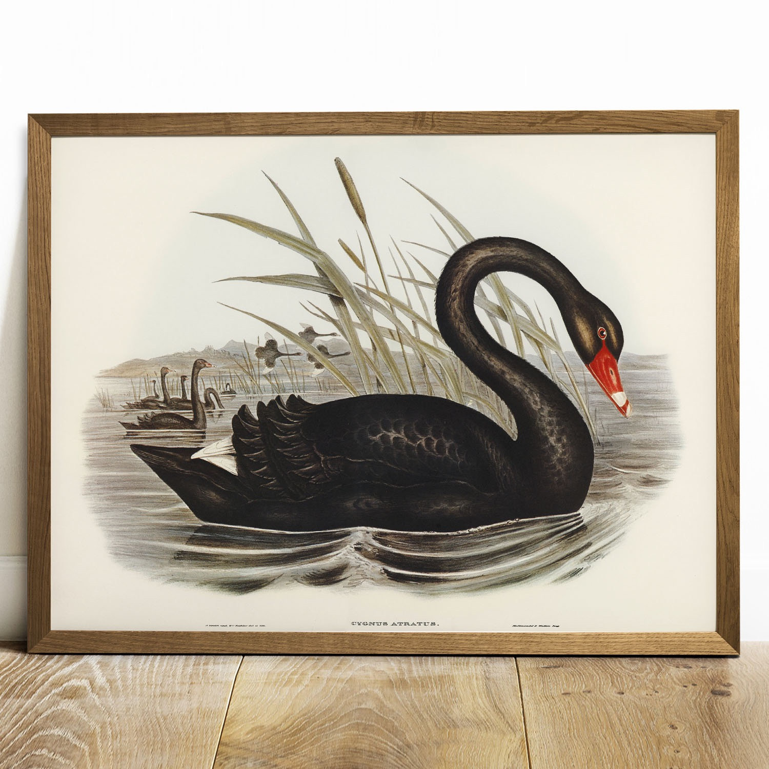 Black Swan Print: Vintage Bird Illustration, Antique Wall Art - Etsy