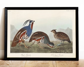 Audubon Partridge Print: Vintage Bird Engraving Wall Art
